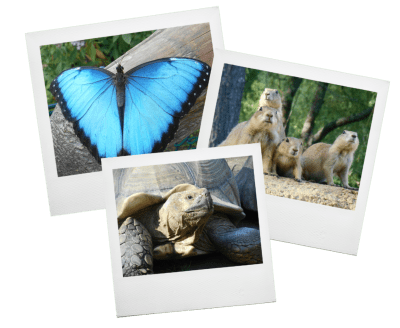 a photo of a butterfly, prairie dogs, and a tortoise
