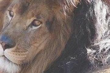 a lion looking at the camera