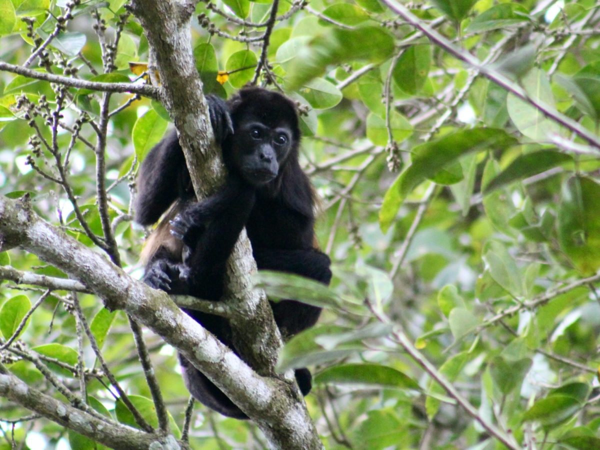 a monkey perched on a tree branch