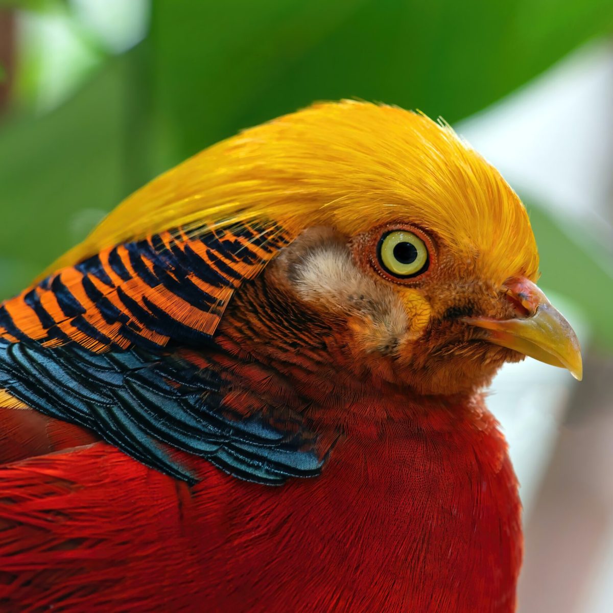 a close up of a bird