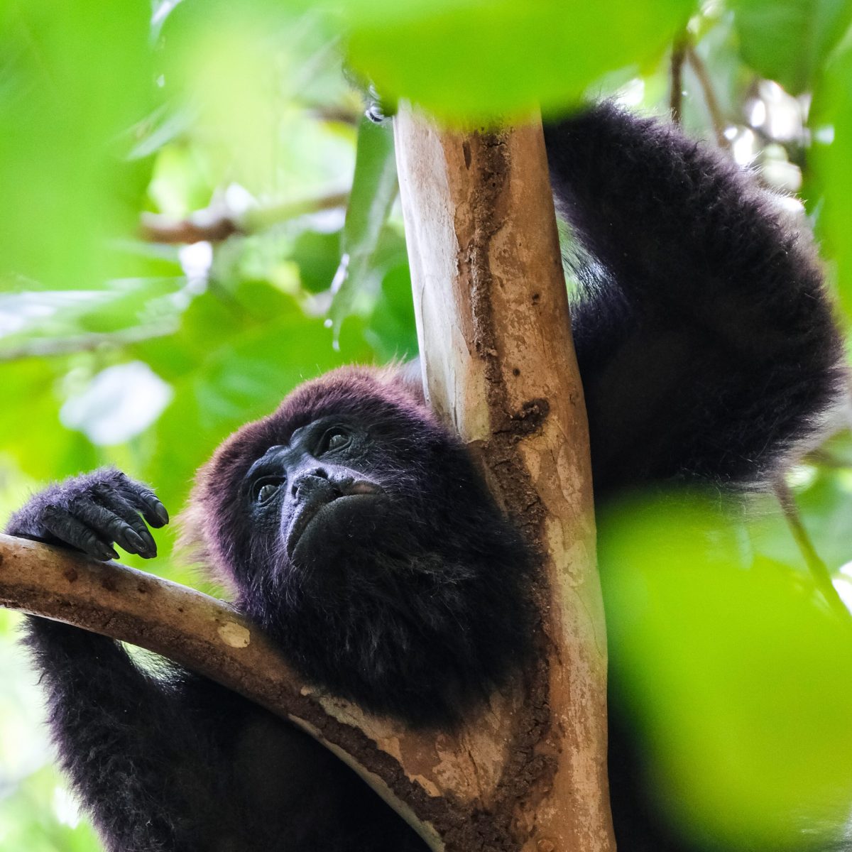 dimitry-b-3GsHYJFe-qI-unsplash a close up of an animal