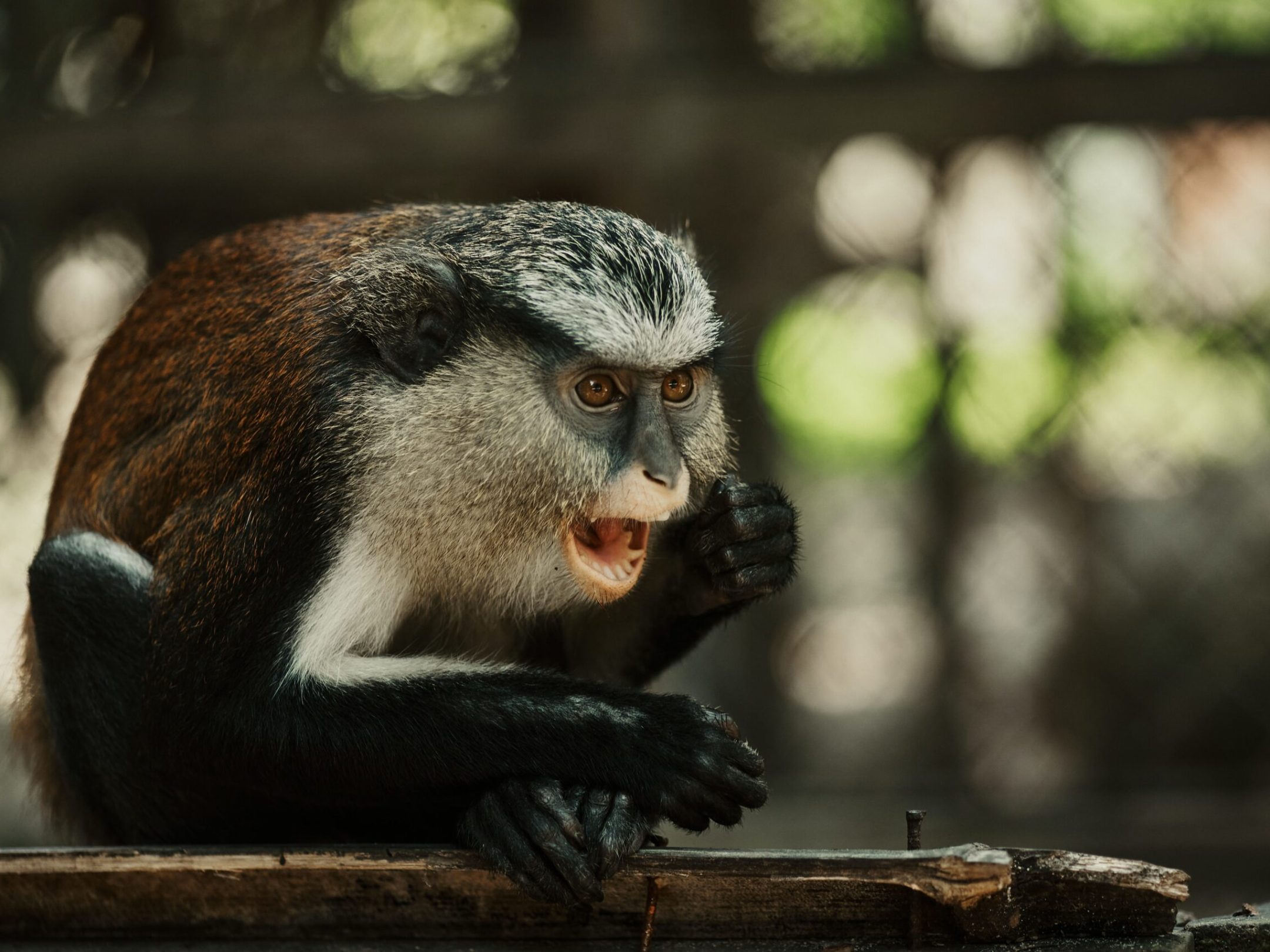 a close up of a monkey