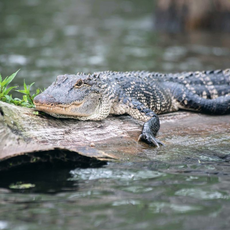 a large reptile in the water