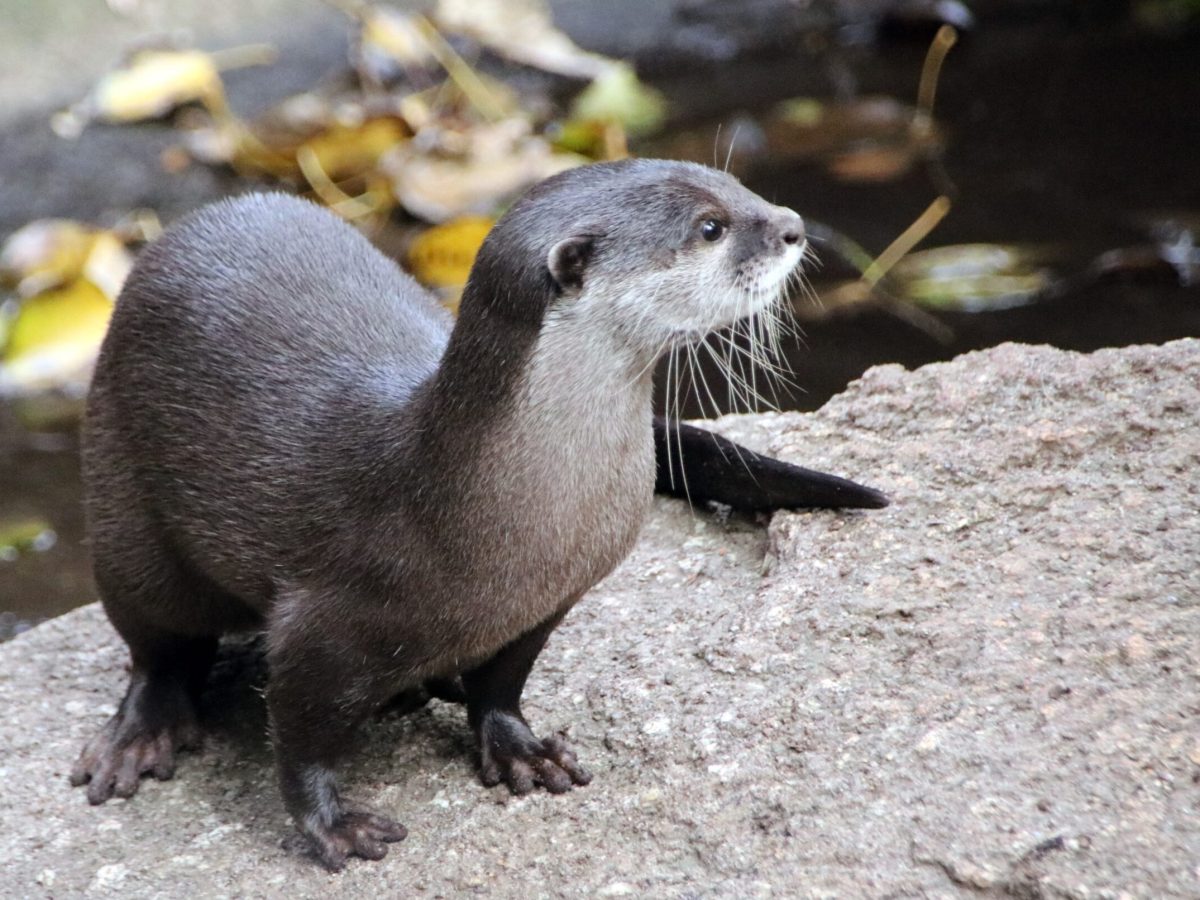 an otter on top of a rock