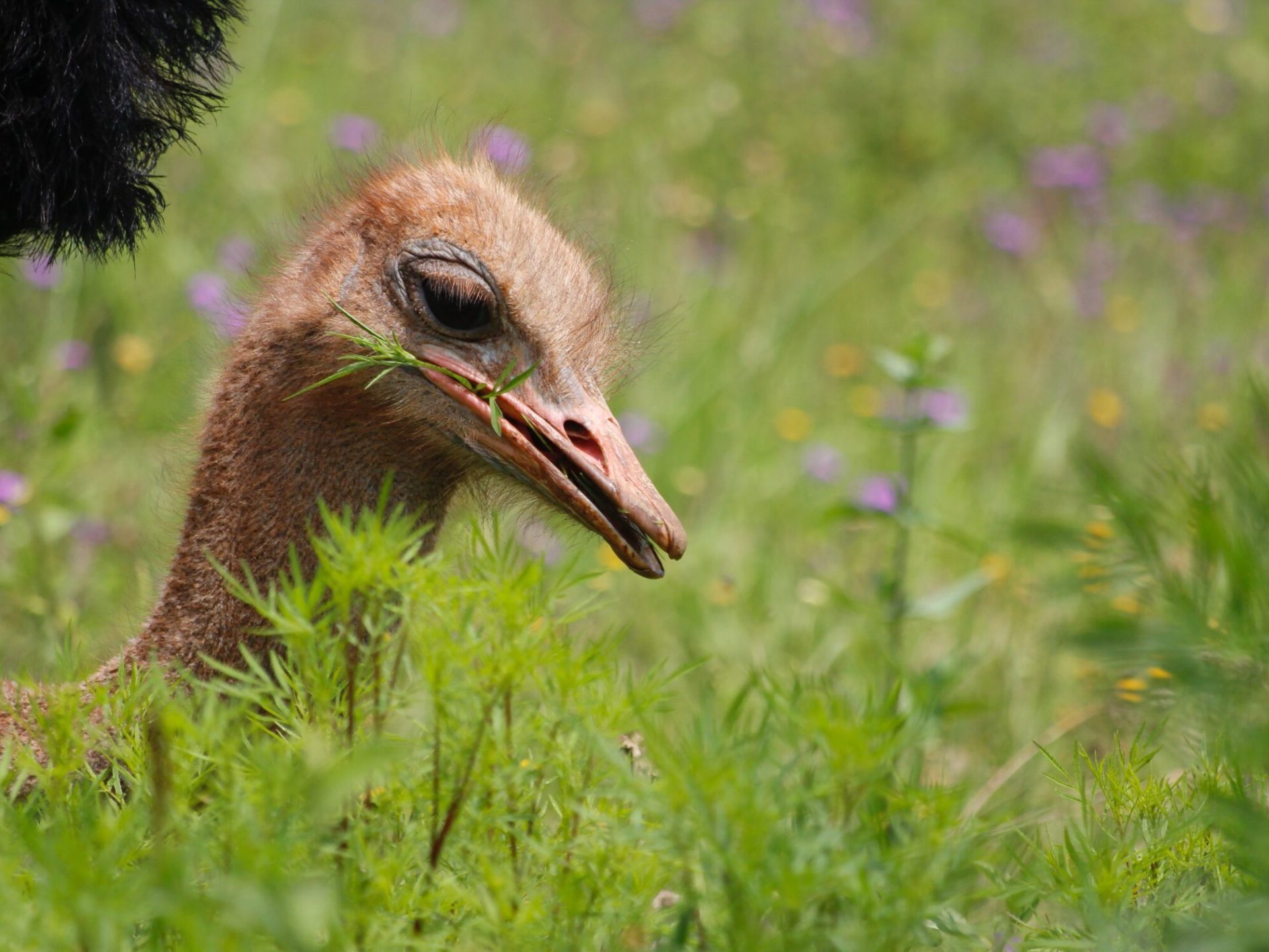 an ostrich eating on a grass covered field