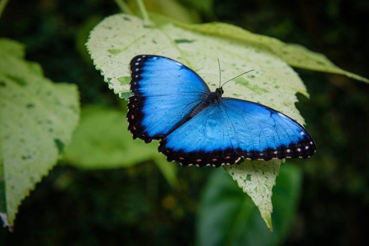 michal-mrozek-y0iTdaWGBxI-unsplash an insect on the plant