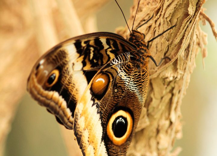 natalie-wagner-aeukn3Qg7-s-unsplash a close up of a butterfly