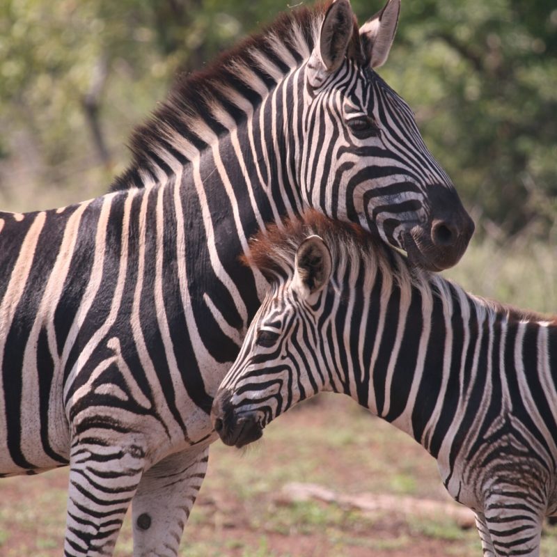 a zebra standing on top of a grass covered field