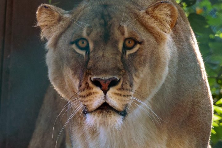 A lioness standing, with alert eyes, looking forward in a natural setting.