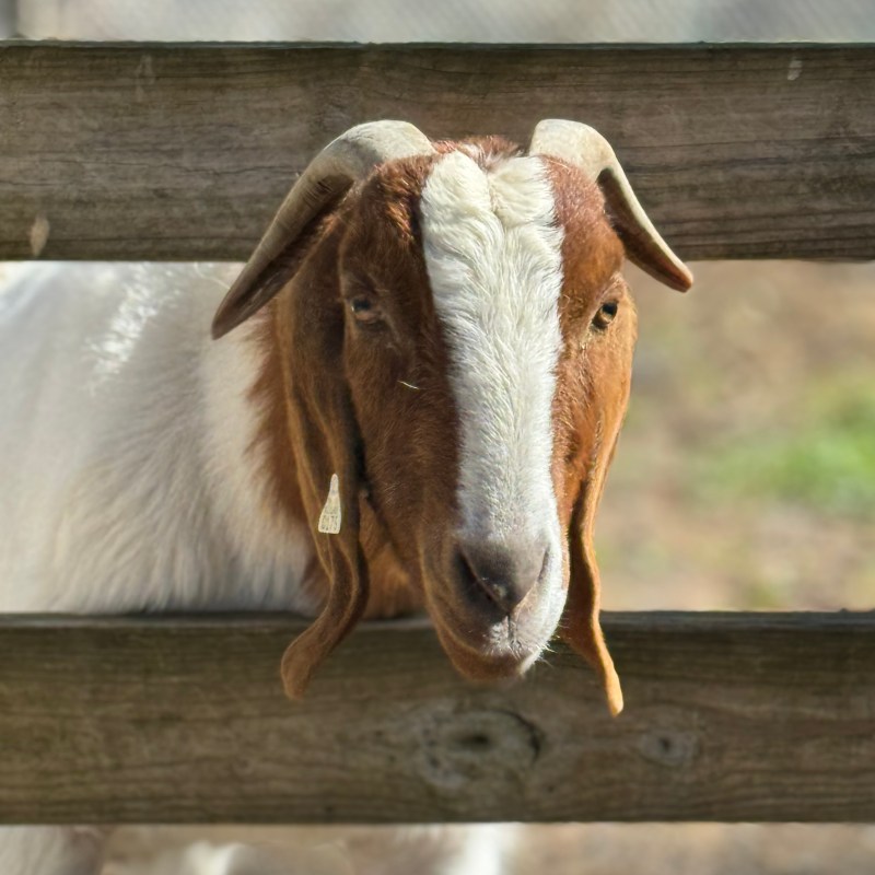 a brown cow standing on top of a wooden fence