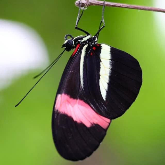 a insect on a branch