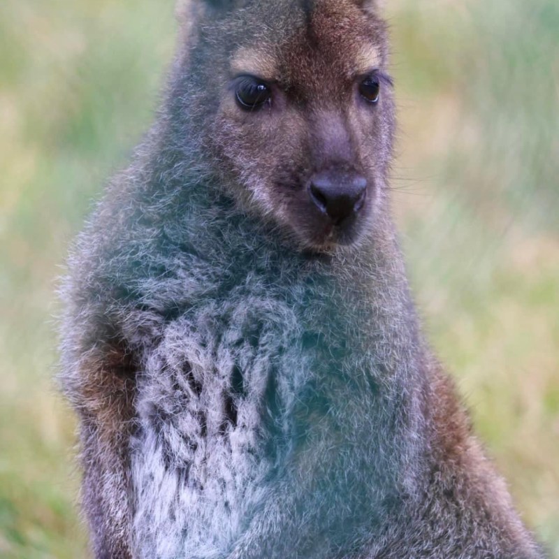 a kangaroo standing on grass