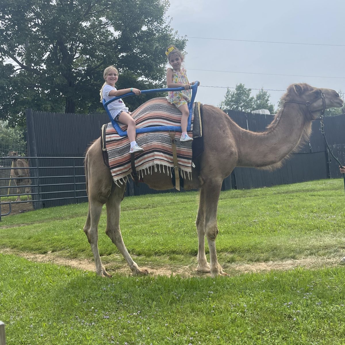Two kids riding a camel with a colorful blanket on its back, on a grassy area.